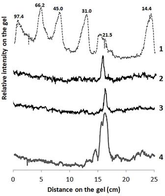 Asclepain cI, a proteolytic enzyme from Asclepias curassavica L., a south American plant, against Helicobacter pylori